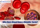 Why Does Blood Have a Metallic Taste?