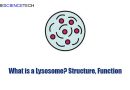 What is a Lysosome? Structure, Function