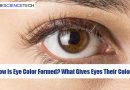 How Is Eye Color Formed? What Gives Eyes Their Color?