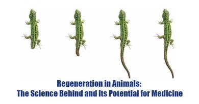 Regeneration in Animals: The Science Behind and its Potential for Medicine