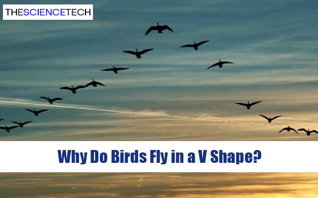 Why Do Birds Fly in a V Shape?