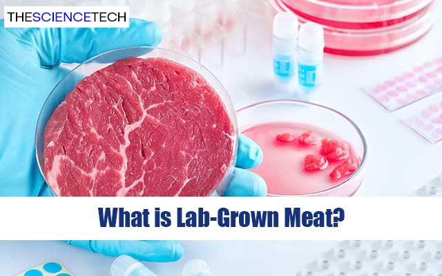 What is Lab-Grown Meat?