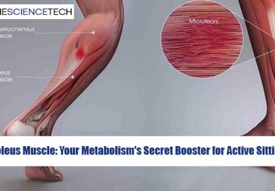 Soleus Muscle: Your Metabolism's Secret Booster for Active Sitting