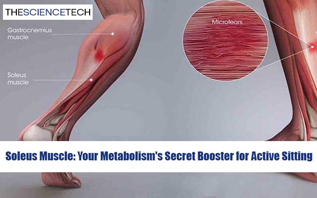 Soleus Muscle: Your Metabolism's Secret Booster for Active Sitting